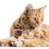 Freshly Bailey Dematting Comb for Dogs Cats Stainless Steel-2