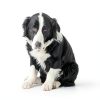 YDDPET Pet Comb Solid Wood Handle Grooming Tool for Dogs-5