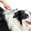 Twellife Dog Grooming Rake Stainless Steel Long Hair-1