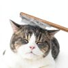YDDPET Pet Comb Solid Wood Handle Grooming Tool for Dogs-3