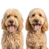 Freshly Bailey Dog Dematting Comb Gentle Mat Removal Tool-2