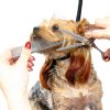 Dxlam-101 Stainless Steel Dog Comb for Long Hair Grooming-3