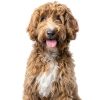 Freshly Bailey Dog Dematting Comb Gentle Mat Removal Tool-1