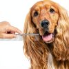 QUMY Dog Grooming Comb Stainless Steel Dematting Tool-4
