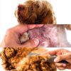 Dxlam-101 Stainless Steel Dog Comb for Long Hair Grooming-2